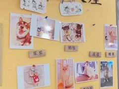 -南京Hallo宠物乐园·哈罗犬舍·柴犬繁育基地
