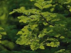 -桤木河湿地公园