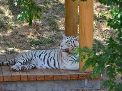 -石家庄市动物园