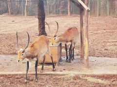 -合肥野生动物园