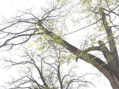 -延安杨家岭革命旧址