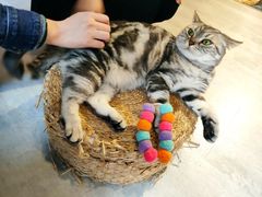 -猫儿山۰猫主题餐厅