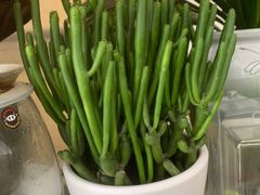 -金陵花卉交易市场