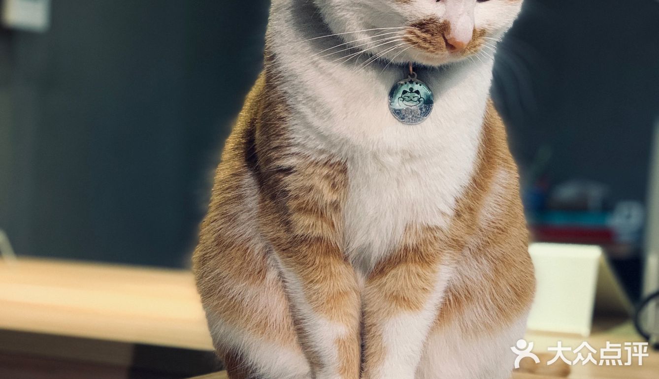 在这喝上一杯手冲，观察观察🐱们，午后时光舒服的紧[得意]