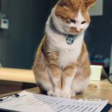 在这喝上一杯手冲，观察观察🐱们，午后时光舒服的紧[得意]