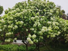-枫桥景区