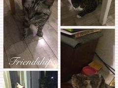 海边的猫和咖啡馆-海边的猫和咖啡馆