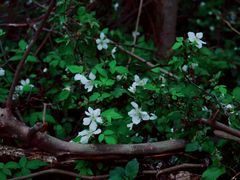 -龙坞茶村