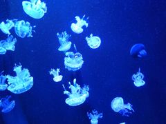 -成都浩海立方海洋公园