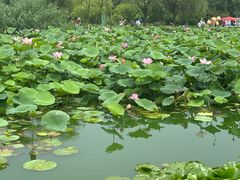 -前关湿地公园