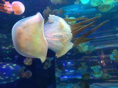 -左海海底世界