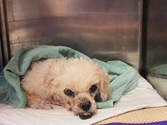 -康乐宝动物医院