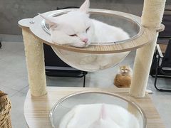 -Heymao猫咖.咖啡厅(东门店)
