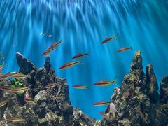 -海合安武汉极地海洋公园