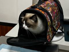 -派联宠物医院·24h·CT·异宠