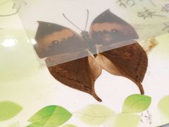 -上海昆虫博物馆