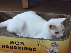 -瑞派名望志远动物医院·猫科·內科·异宠专科(直港大道店)