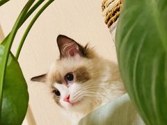 -猫十亿·布偶金渐层·曼基康矮脚猫舍(青年路店)
