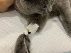 -爱侣宠医·鹦鹉专科·小型哺乳类·异宠专科(灵石路店)