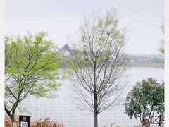 -大塘金香草谷