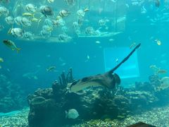 -海棠湾洲际-涛·海底餐厅·美人鱼·自助餐·海底隧道