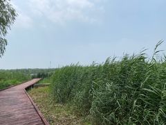 -西青郊野公园