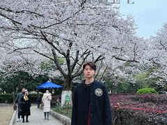 -武汉大学-樱园