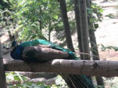 -哈尔滨北方森林动物园