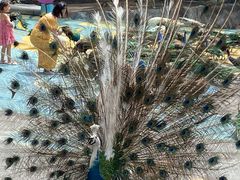 -西双版纳原始森林公园