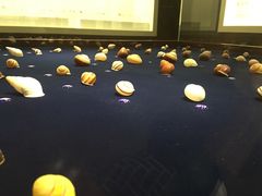 -青岛贝壳博物馆