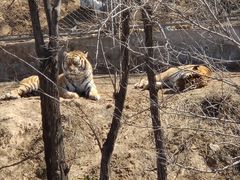 -石家庄市动物园