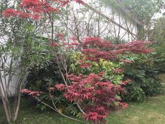 -桤木河湿地公园