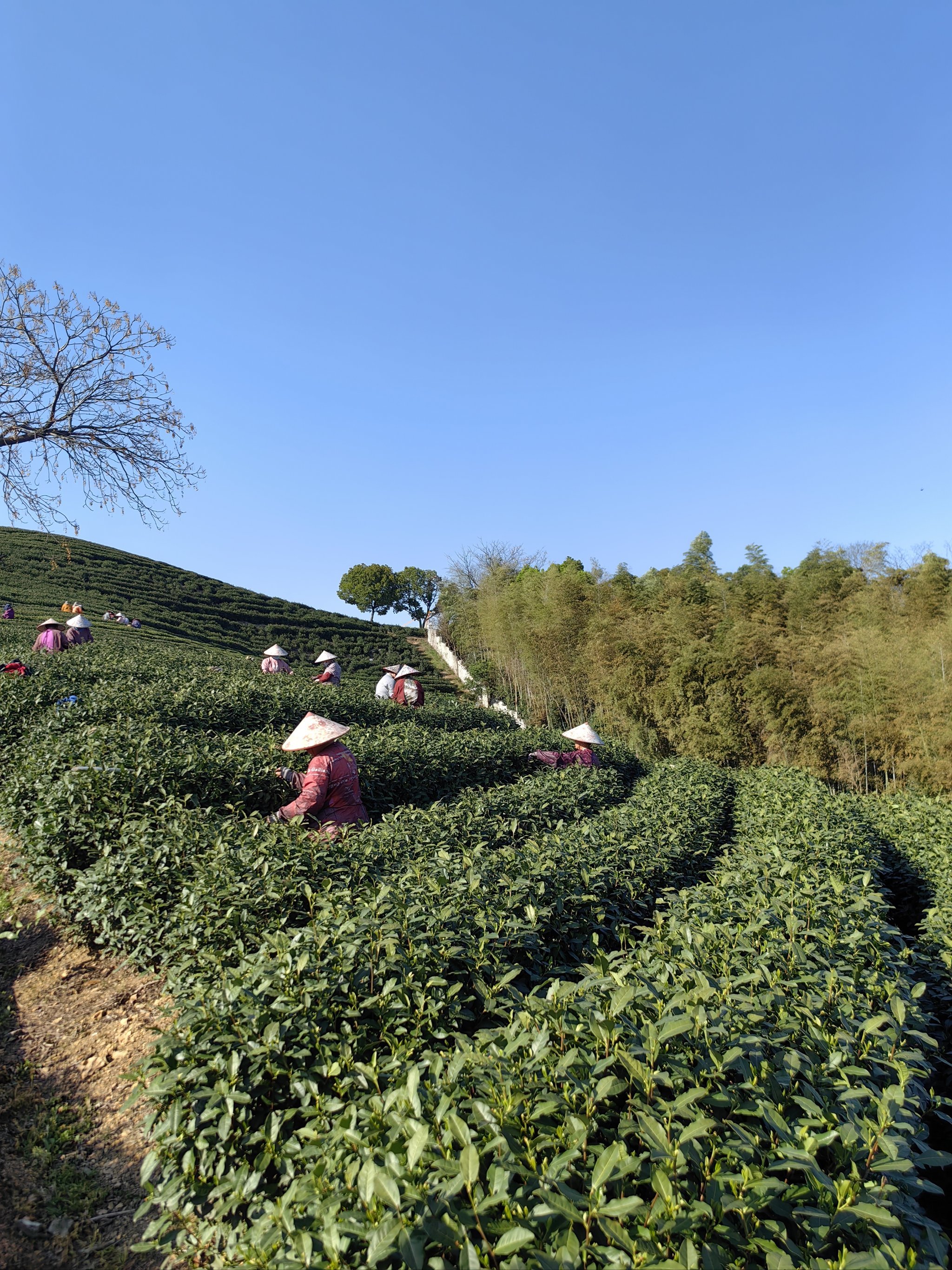 龙井最佳品鉴季