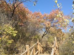 -大岭沟猕猴桃谷风景区