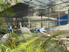 -西双版纳原始森林公园