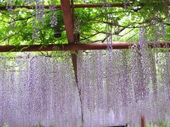 -嘉定紫藤园