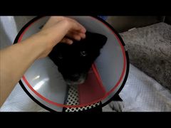 -美联众合动物医院·24h转诊中心