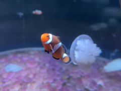 -欢乐海岸海洋奇梦馆