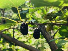 -蟠龙山长城景区