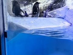 -迪拜水族馆及水下动物园