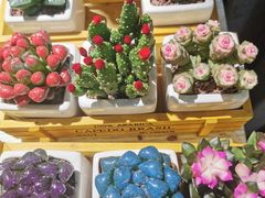 -朝来春花卉市场