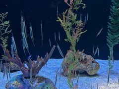 -上海海洋水族馆