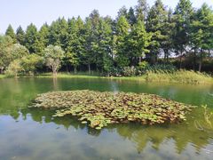 -贡湖湾湿地公园