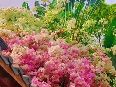 -深圳国际园林花卉博览园