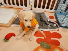 -翊宠yipet猫狗购宠庄园犬舍•猫舍