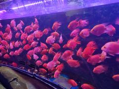 -梦幻海洋王国(吾悦广场张家港店)