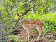 -大连森林动物园