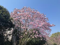 -八大山人梅湖景区
