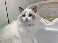 -糯米喵星人·撸猫猫舍咖啡馆(西市场嘉华店)