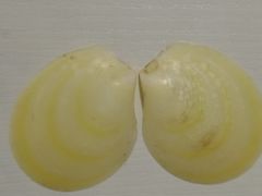-青岛贝壳博物馆